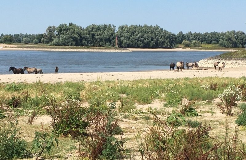 Naturschutzgebiet Gelderse Poort
