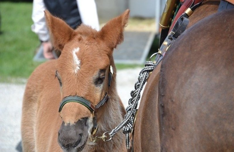 Gendtse Pferd und Pony Show